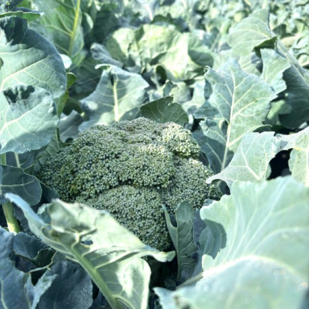 Fructe si legume - Broccoli