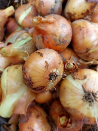 Fructe si legume - Ceapa alba