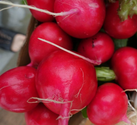 Fructe si legume - Ridiche (legatura)