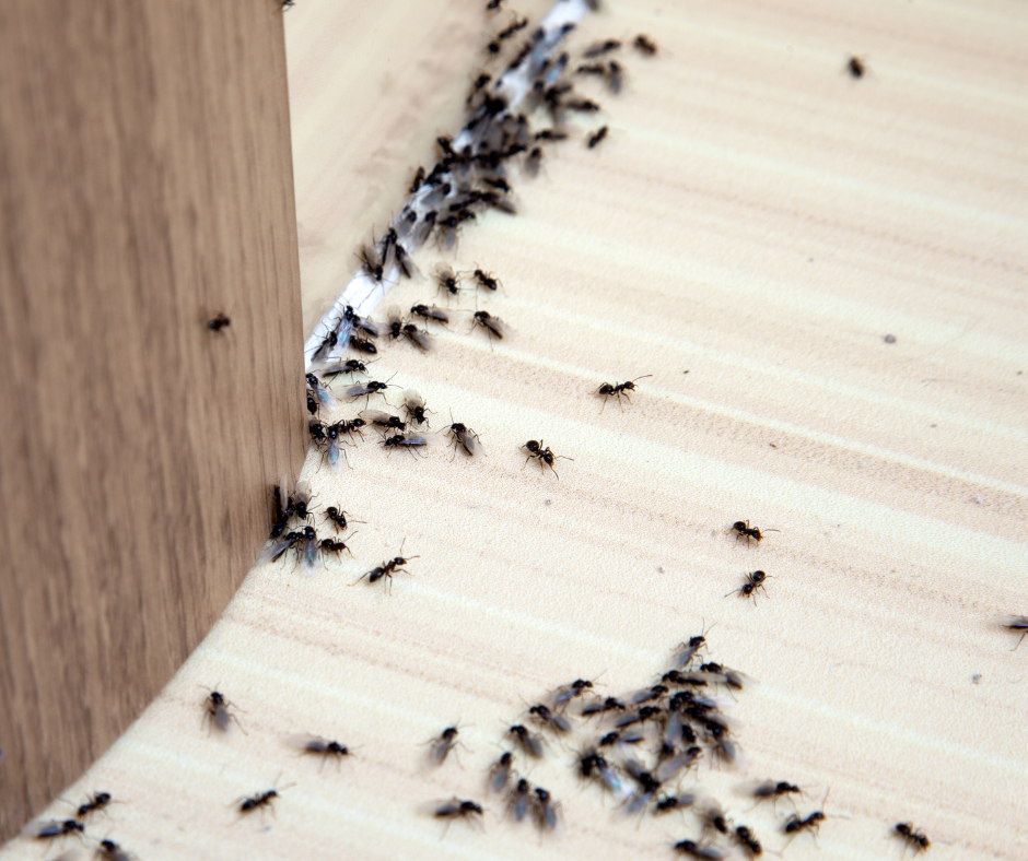 Cum să Te Protejezi de Gândaci cu Insecticidul Tip Seringă: Ghidul Tău pentru o Casă Curată și Sigură