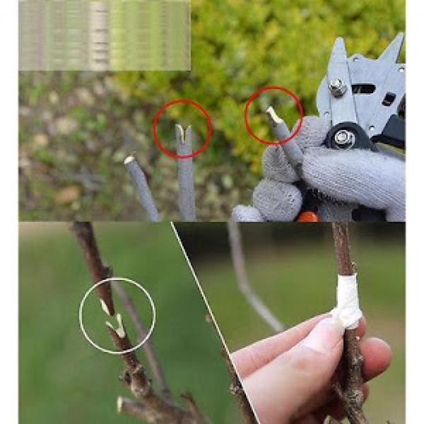 Cleste profesional de altoit cu 3 cutite U V Omega + 3 X banda pentru altoit biodegradabila [6]