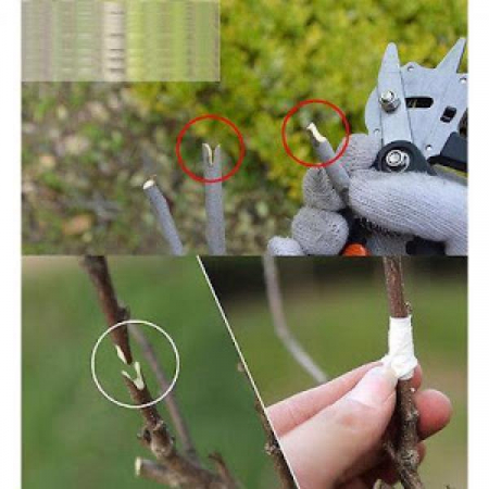 Cleste profesional de altoit cu 3 cutite U V Omega + 3 X banda pentru altoit biodegradabila [5]