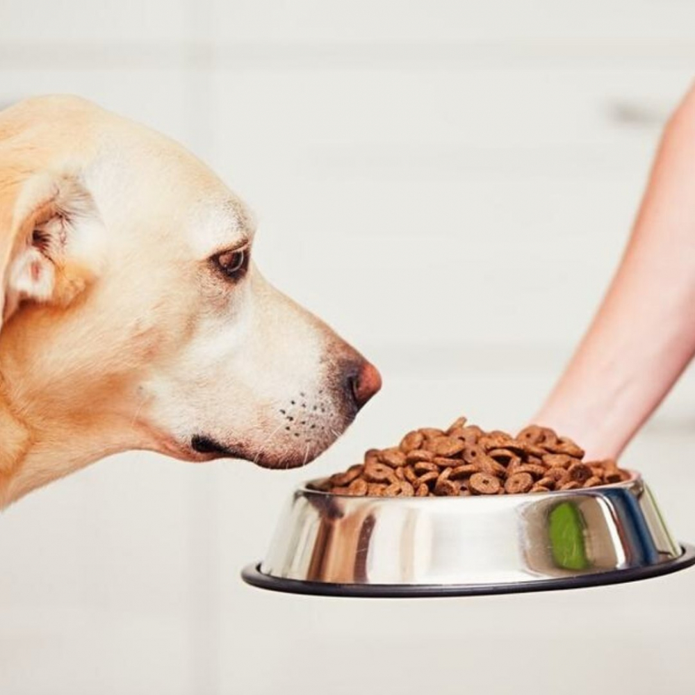 https://export.avex.ro/wp-content/uploads/2024/06/dogs-eating_1200x1200-1.jpg;https://export.avex.ro/wp-content/uploads/2024/06/KX5970_171646-2.jpg;https://export.avex.ro/wp-content/uploads/2024/06/KX5970_171647-2.jpg;https://export.avex.ro/wp-content/uploads/2024/06/KX5970_171648-2.jpg;https://export.avex.ro/wp-content/uploads/2024/06/KX5970_171649-2.jpg [1]