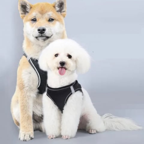 Pet Shop - https://export.avex.ro/wp-content/uploads/2025/05/fvavdrf.jpg;https://export.avex.ro/wp-content/uploads/2025/05/thsrtwgtr.jpg