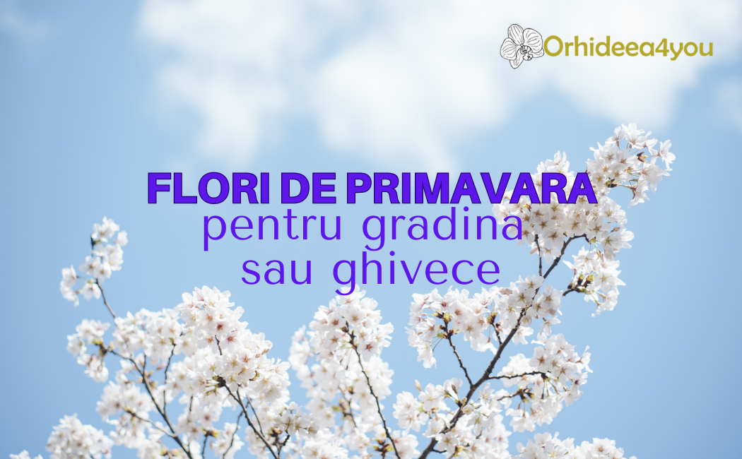 Florile de primavara pe care le puteti planta in gradina sau ghivece