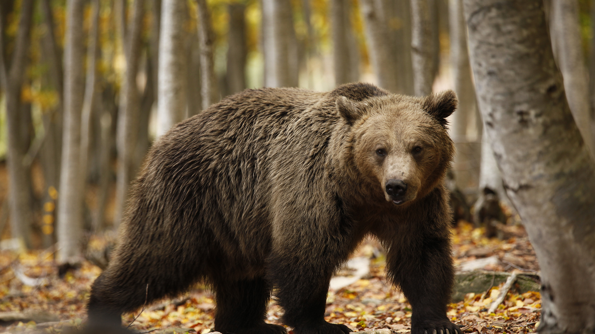 Cum te protejezi de ursi in Romania: ghid complet pentru drumetii si camping