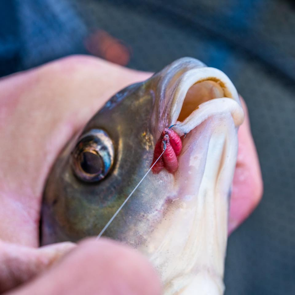 CARLIG KURANKU NR.12 10BUC/PL [3]