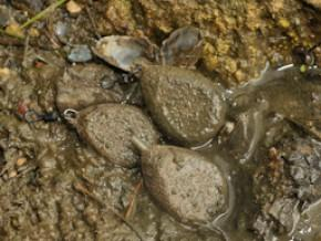 Plumbi & momitoare - PLUMB CAMUFLAJ TEXTURAT CU VARTEJ KORDA, 84 GRAME