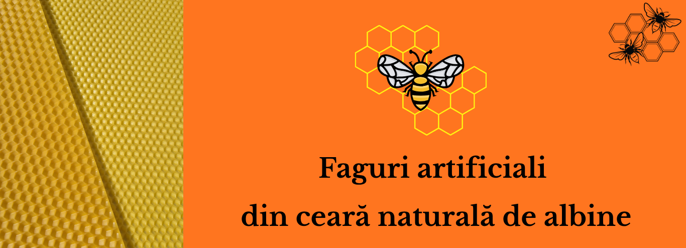 Faguri din Ceara