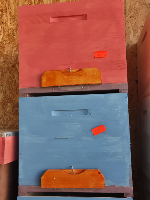 Stupi Vopsiti din Lemn [3]