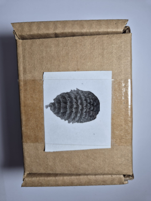 Lumanare Con de Brad [3]