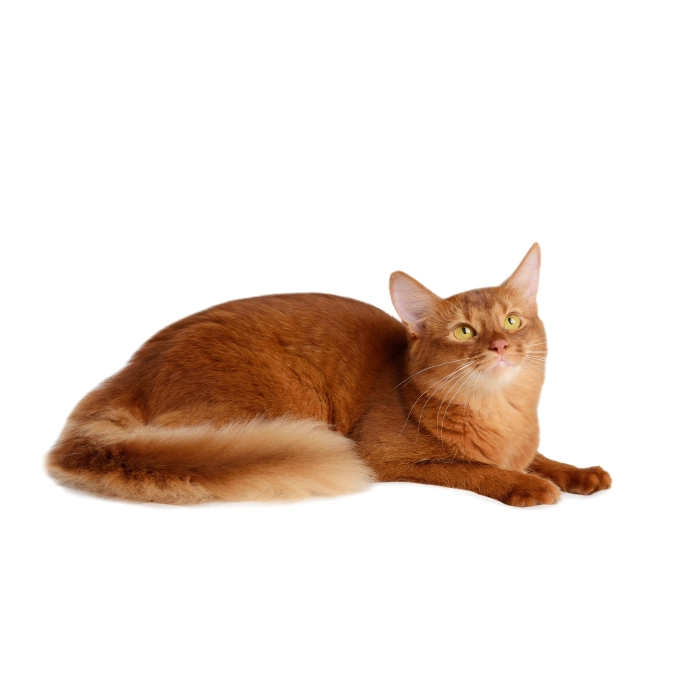 Superior Care Grain Free cu Hering pentru Pisici Adulte cu Blana Rosie [2]