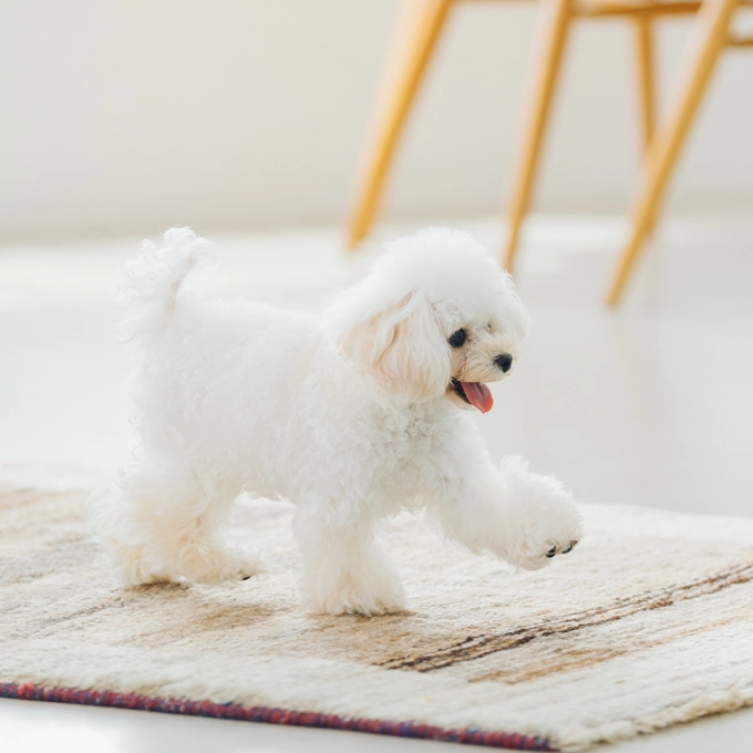 Superior Care Sensitive Skin & Stomach Adult Small and Mini Breeds cu Miel [3]