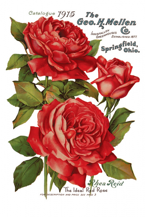 EPHEMERAL MELANGE transfer decorativ – set de 8 pagini A4 [5]