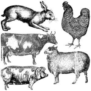 FARM ANIMALS – ștampile decorative IOD, animale [1]