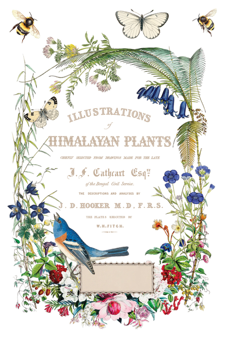 flora-greca-transfer-decorativ-iod-coperta.jpg [5]