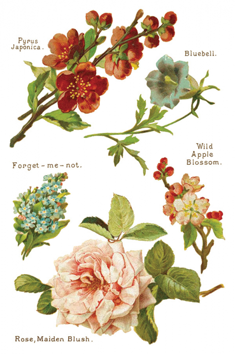Transfer decorativ IOD "Lover of Flowers" – set de 8 pagini A4 cu design floral vintage [9]