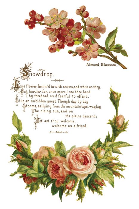 Transfer decorativ IOD "Lover of Flowers" – set de 8 pagini A4 cu design floral vintage [4]