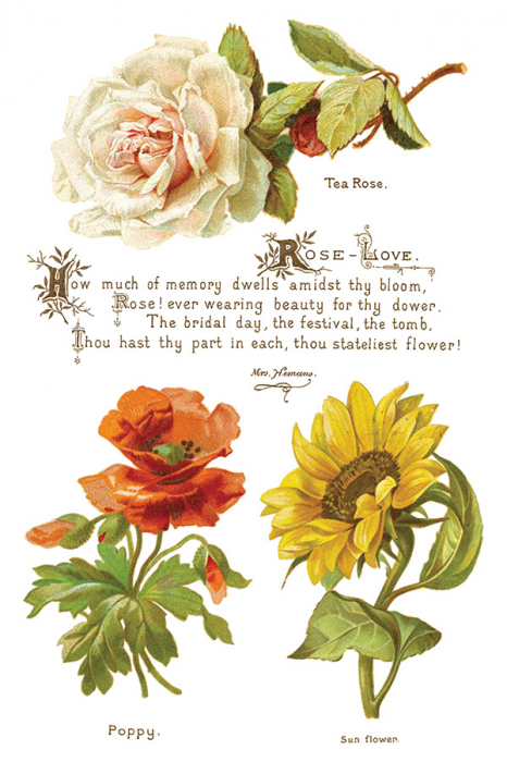Transfer decorativ IOD "Lover of Flowers" – set de 8 pagini A4 cu design floral vintage [7]