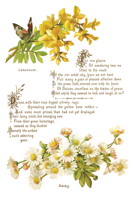 Transfer decorativ IOD "Lover of Flowers" – set de 8 pagini A4 cu design floral vintage [8]