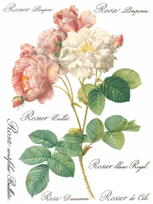ROSE BOTANICAL – set transfer decorativ IOD – 8 pagini A3 [6]