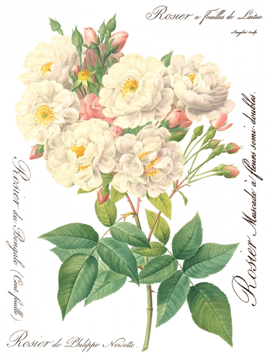 ROSE BOTANICAL – set transfer decorativ IOD – 8 pagini A3 [2]