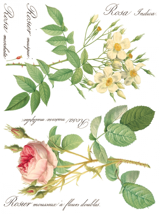 ROSE BOTANICAL – set transfer decorativ IOD – 8 pagini A3 [7]