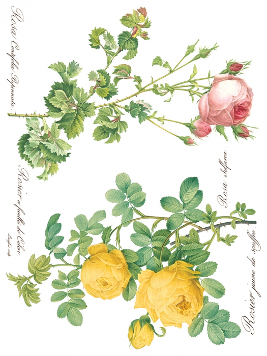 ROSE BOTANICAL – set transfer decorativ IOD – 8 pagini A3 [3]