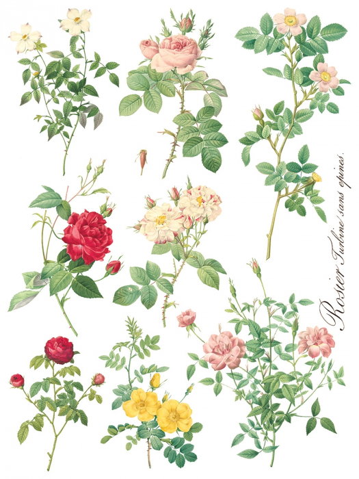 ROSE BOTANICAL – set transfer decorativ IOD – 8 pagini A3 [5]
