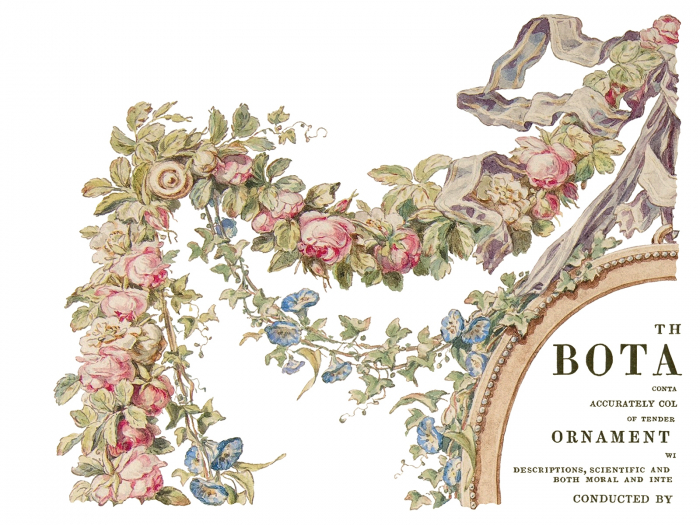 THE BOTANIST – transfer decorativ – set de 4 pagini A3 [3]