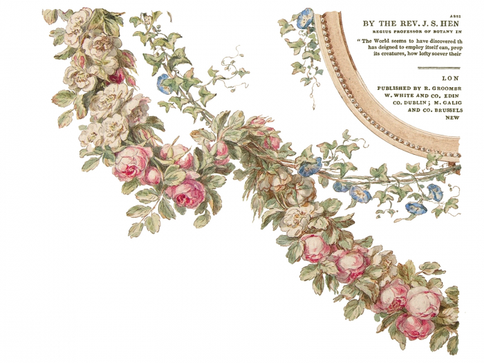 THE BOTANIST – transfer decorativ – set de 4 pagini A3 [5]