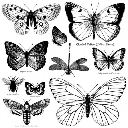IOD Decor Stamps - Stampile decorative - BUTTERFLIES – ștampile decorative IOD, fluturi