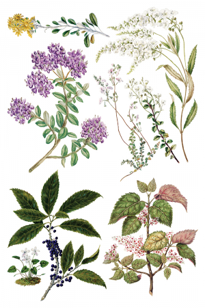 iod-transfer-sarah-featon-botanicals-front.jpg [1]