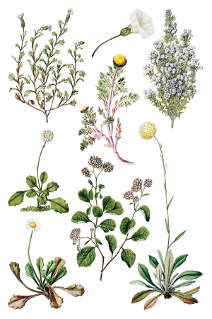 iod-transfer-sarah-featon-botanicals-front.jpg [2]