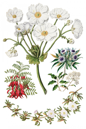 iod-transfer-sarah-featon-botanicals-front.jpg [6]