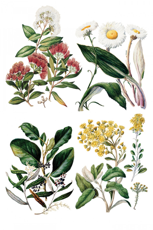 iod-transfer-sarah-featon-botanicals-front.jpg [4]