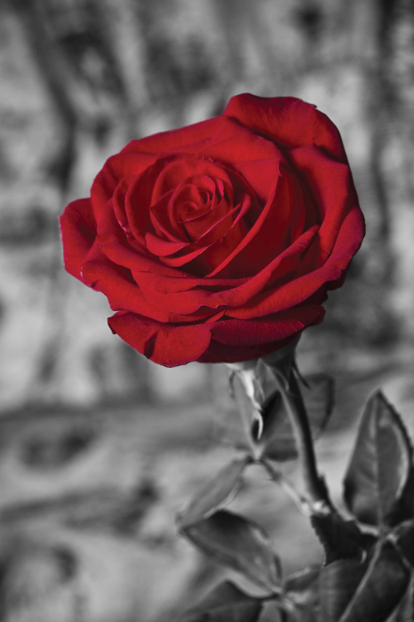 Iubire eternă trandafir roșu [1]