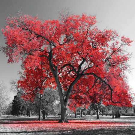 Tablouri Chic și Glam - Arborele pasiunii