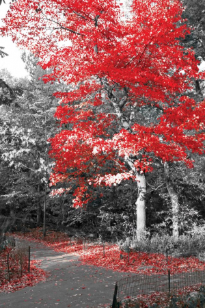 Tablouri Chic și Glam - Copac roșu, toamnă magică