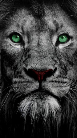 Tablouri Chic și Glam - Leu cu ochi verzi, putere sălbatică