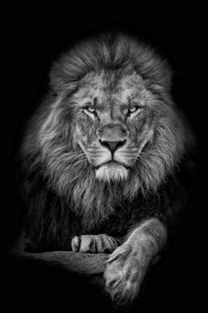 Tablouri Chic și Glam - Leu, odihnă regală