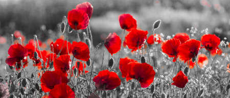 Tablouri Chic și Glam - Maci roșii, câmp de vis