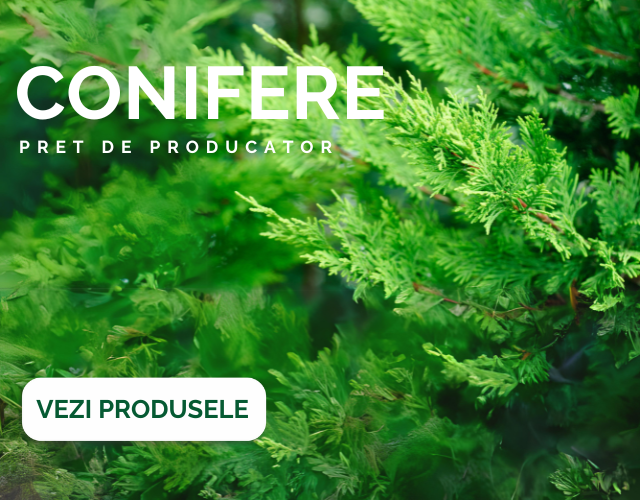 Conifere