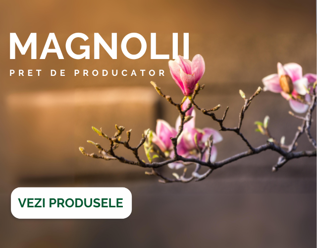Magnolii - pepiniera monte garden - mobile