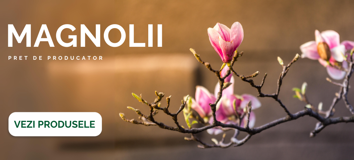 Magnolii