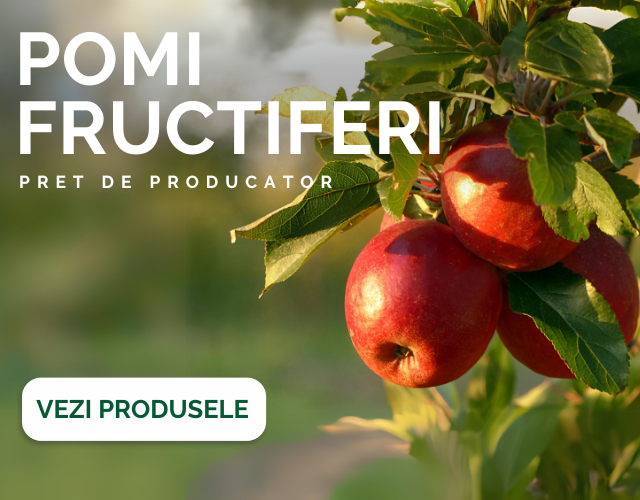 Pomi fructiferi