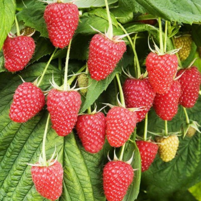 Pachet 10buc. ZMEURA POLKA - Rubus idaeus Polka [2]