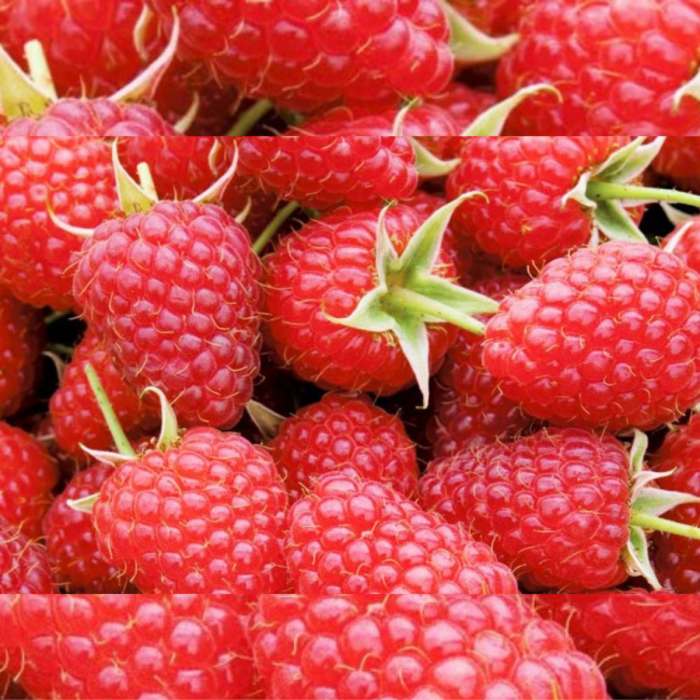 Pachet 50buc. ZMEURA POLKA - Rubus idaeus Polka [3]