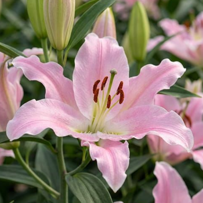 99buc. Pachet Bulbi Crini Mixt [3]