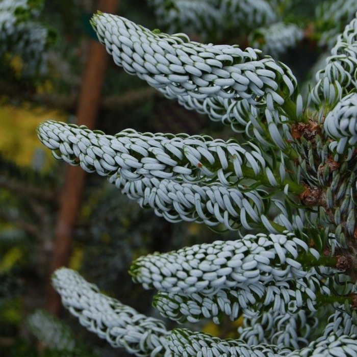 ABIES KOREANA SILBERLOCKE [2]